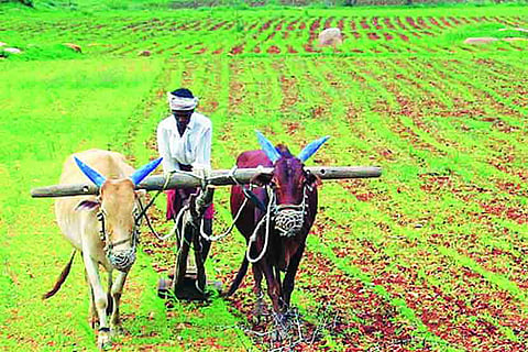 Farmer-1.jpg