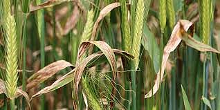 Farmers are in trouble due to crop diseases in Ahmednagar