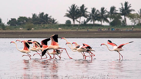 Flamingo