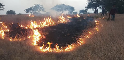 Forest Department efforts to prevent the fire-