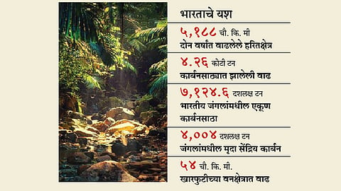 Forest-Area