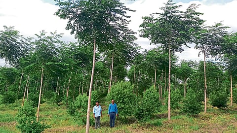 मिलिया डूबिया आणि चंदनाची मिश्र पद्धतीने लागवड.
