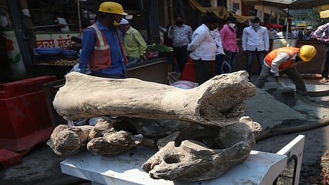 Fossils of an unknown animal found during excavation of Maha Metro in Mandai Pune