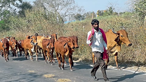 गोडुंब्रे (ता. मावळ) - गीर गाईंना गोठ्याकडे घेऊन जाताना गोपालक.