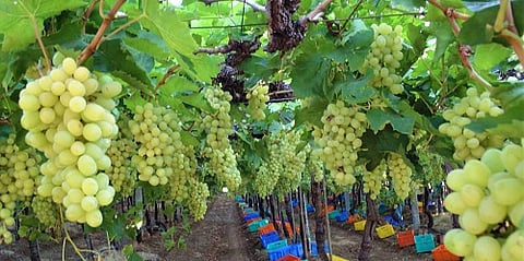 hydrogen cyanamide used in grapes farm  selling at high rates in Sangali