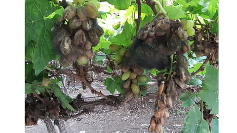 Unseasonal rain in nashik district harm to agriculture crops