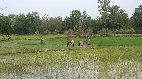 विक्रमगड ः सजन, झडपोली गावात उन्हाळी भातशेतीची रोवणी पूर्ण झाली आहे. 