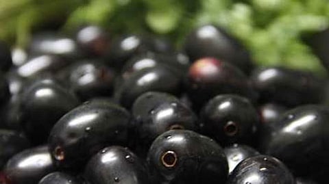 Java Plum