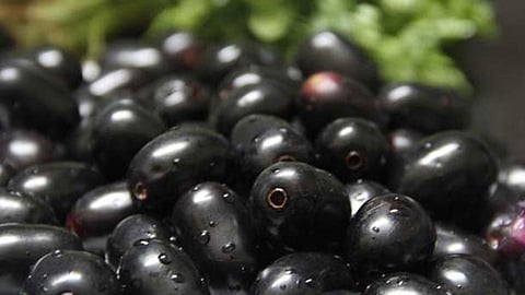 java plum