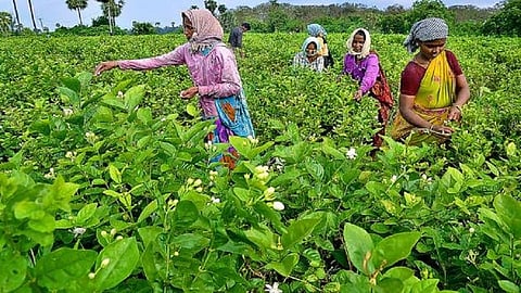 Jasmine Farming