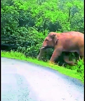  'Nhangang family' of elephants in Patna; Bringing the tusker, he finally found the barracks