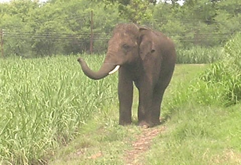 Fear of elephants in Amboli area