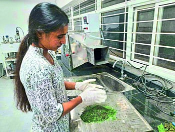 Demand for "Herbal Green Tea" from Ashwini in Kolhapur, Portugal, Uganda