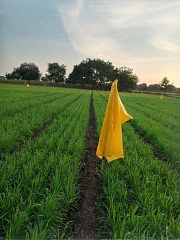 farm