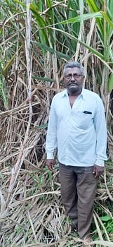 Farmers in Nandurdhok took 75 tons of sugarcane in 32 guntas