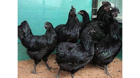 Kadaknath