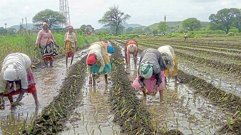 माण तालुक्‍यात पावसाची विश्रांती, कांदा लागणीस वेग