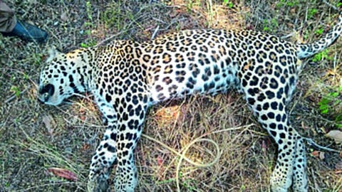 Rahuri leopard death investigation