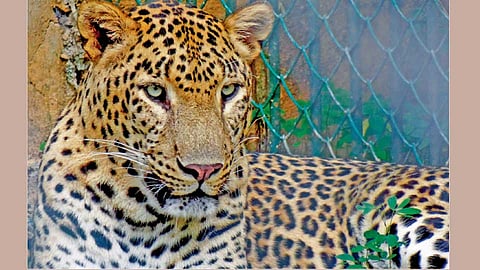 Leopard