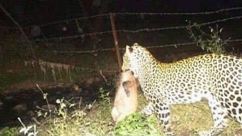 Pune : A leopard attack on goat in Kolwadi area