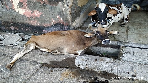 मालाडचा कोंडवाडा असुविधांच्या फेऱ्यात, अपुऱ्या सोयींमुळे गुरांचे हाल