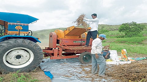 मसूरला पावसामुळे पीक काढणीस व्यत्यय; शेतकरीवर्ग चिंतेत