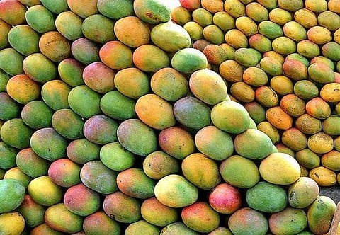 कर्नाटकातील आंब्याची लवकर हजेरी