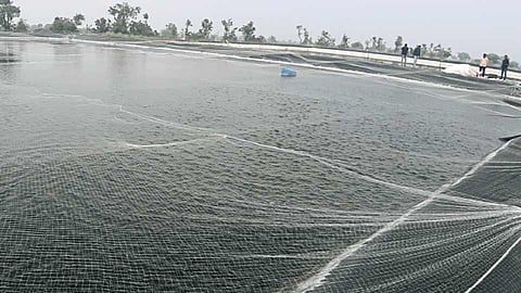 Modernized fisheries in Four-acre farm 