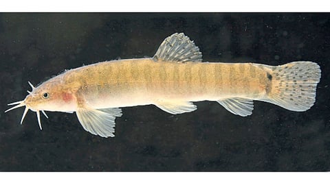 Murya-Fish