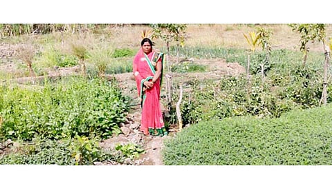 वागेगव्हाण (ता. परंडा) - तीन गुंठ्यांमध्ये नंदा जगताप यांनी तयार केलेली पोषण बाग.