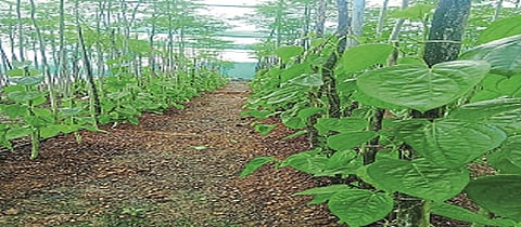 कुन्हाळी (ता. उमरगा) : वैशाली आष्टे यांनी फुलविलेला कलकत्ता पानाचा मळा. 