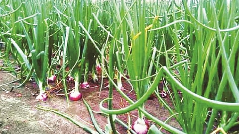 Onion growers are being guided by the Department of Agriculture due to the outbreak of white rot disease on onion crop at Shrirampur 