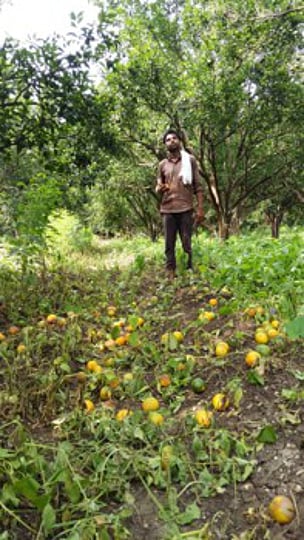 Orange crop
