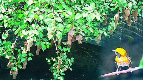 पक्षी निरीक्षणार्थ रानोमाळ भटकंती 