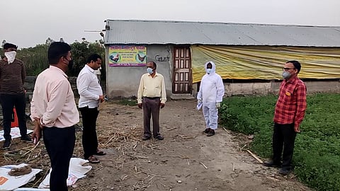 Outbreak of bird flu in Rahuri taluka