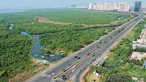  कांदळवनांनी अडवली नवी मुंबईच्या विकासाची वाट 