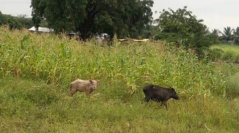 Penur pig