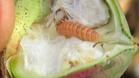 Pink Bolworm.jpg