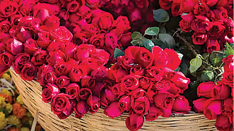 Valentine Week 2022 Rose Day Special