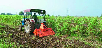 cotton farm