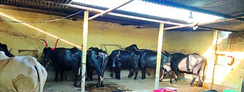 Farmers built house for their animals