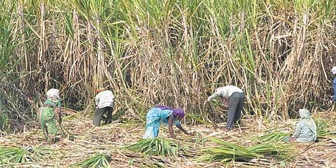  Obstruction during cane cutting; Compulsory consent for FRP in three phases
