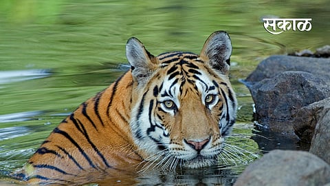 न्यायालय म्हणाले, जामीन अर्ज मंजूर केला तर समाजात चुकीचा संदेश जाईल