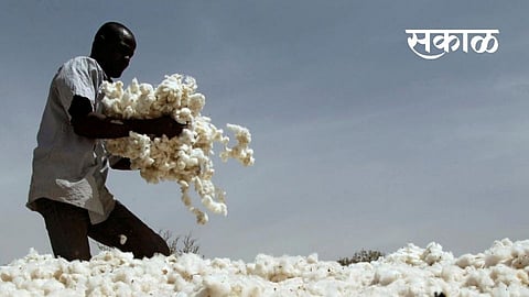 cotton