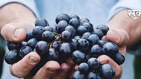 black grapes 