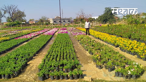 Man getting 20 LPA from business of plants in Bhandara 