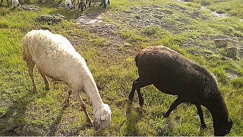 Sheep died in parbhani