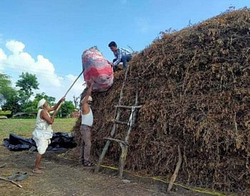Crops are good in Nagar district due to rains