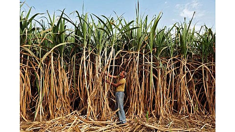 Sugarcane