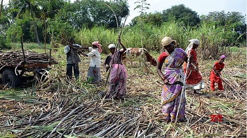 Sugarcane-workers